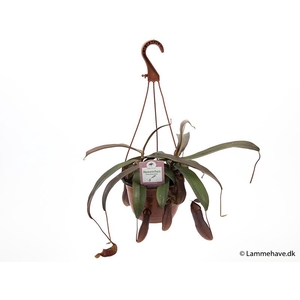NEPENTHES-HYBRIDER P15 NR. 176