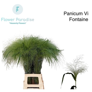 Panic Vi Fontaine