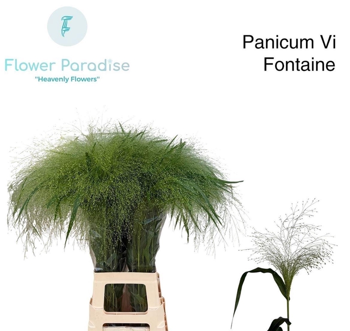 <h4>Panic Vi Fontaine</h4>