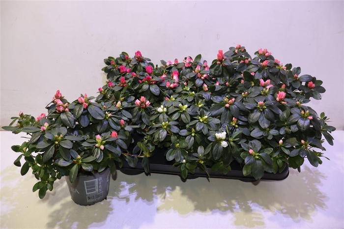 <h4>Rhodo Si Vogel Gem</h4>