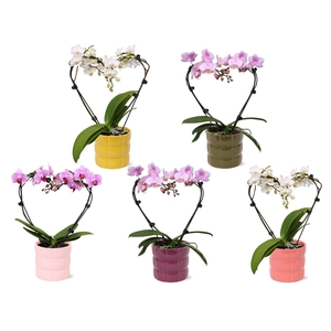 Phal. Multi vorm mix 