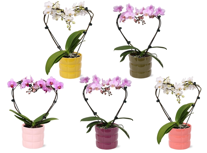 <h4>Phal. Multi vorm mix "Blossoming Heart" in keramiek BGC055</h4>