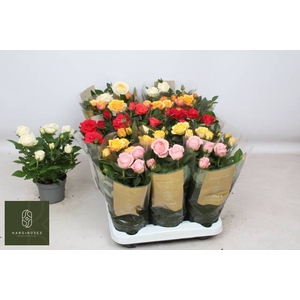 !! PROMO !! ROSA GRANDE KORDAN MIX
