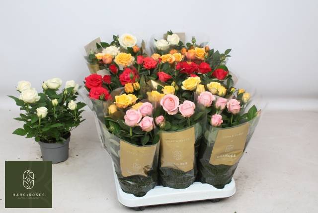 <h4>!! PROMO !! ROSA GRANDE KORDAN MIX</h4>