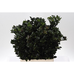 Dec Ilex Bl M Blu Prince