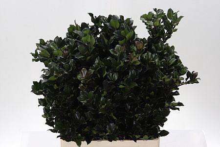 <h4>Dec Ilex Bl M Blu Prince</h4>