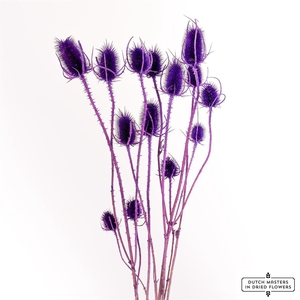 Dried Cardistella Purple Bunch