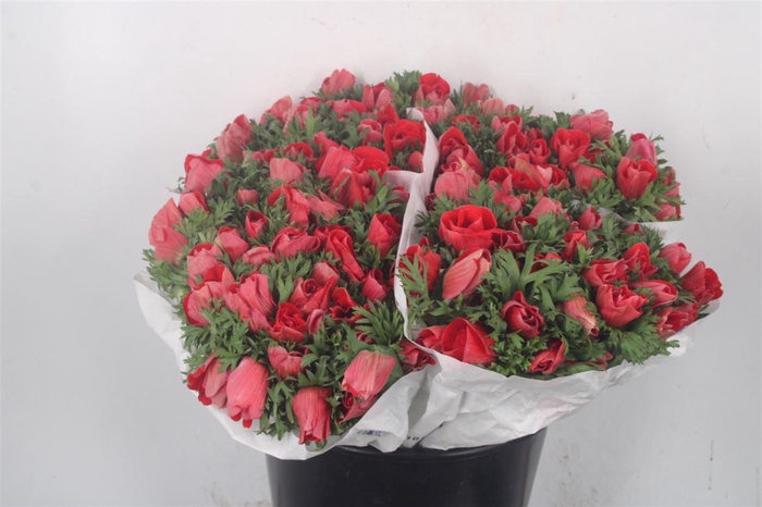 <h4>Anemone Fr. Red</h4>