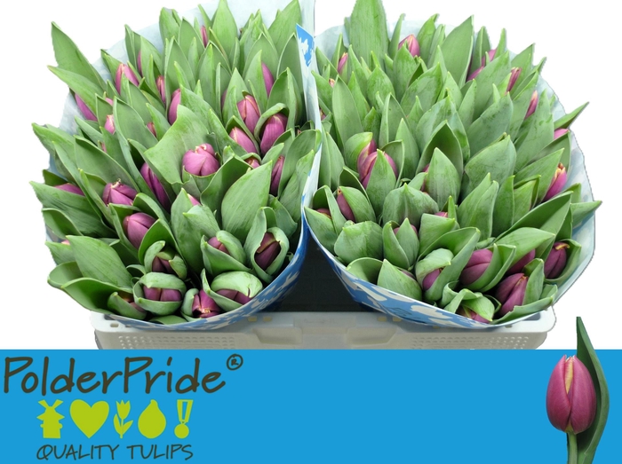 <h4>TU EN HEAVY DUTY</h4>