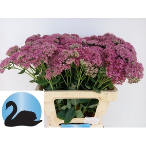 SEDUM T MUN D RED