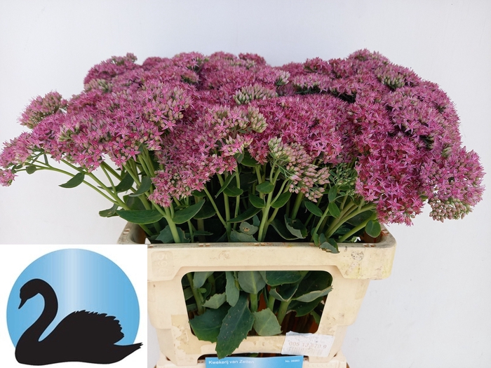 <h4>SEDUM T MUN D RED</h4>