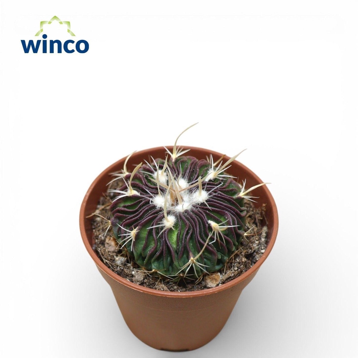 <h4>Echinofossulocactus Multicostatus Rubra</h4>