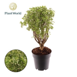 Polyscias Hawaiiana Ming Gold Bonsai