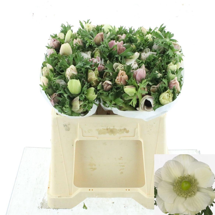 <h4>ANEM CO MIS + WHITE</h4>