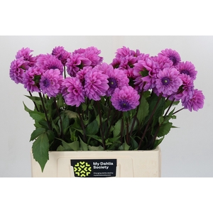 Dahlia Robann Regal