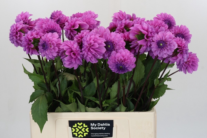 Dahlia Robann Regal