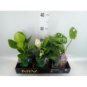 Planten  ..mix