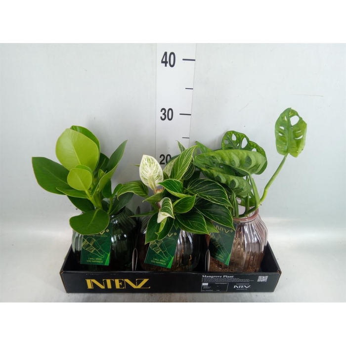 <h4>Planten  ..mix</h4>