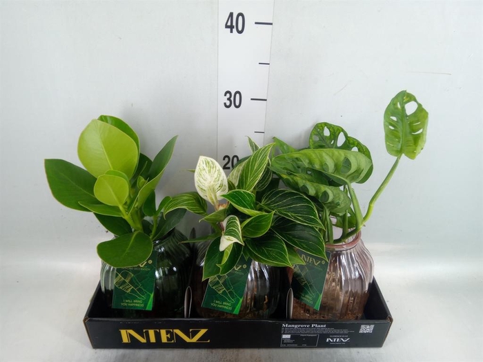 <h4>Planten ..mix</h4>