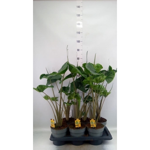 Alocasia macrorrhiza 'Stingray'