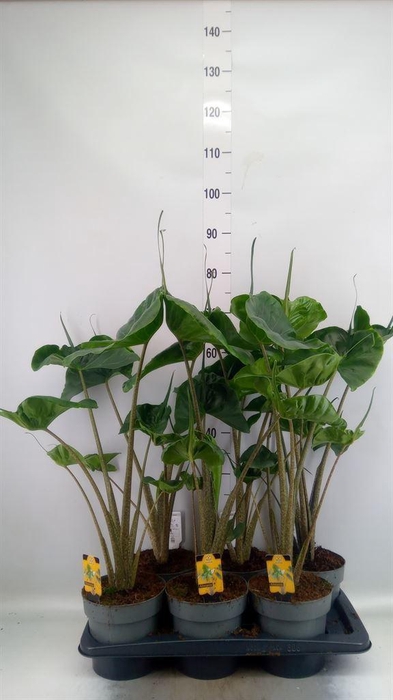 <h4>Alocasia macrorrhiza 'Stingray'</h4>
