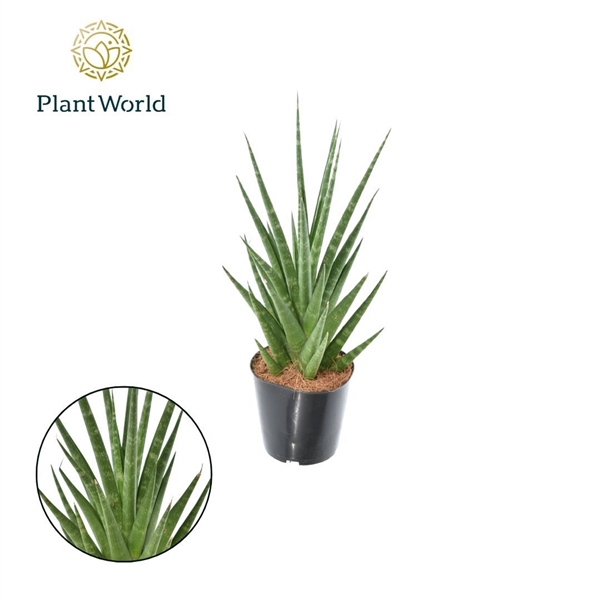 <h4>Sansevieria Dancing Queen P12</h4>