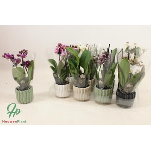 Phalaenopsis Mini mix 6Ø 25cm 2st 12fl
