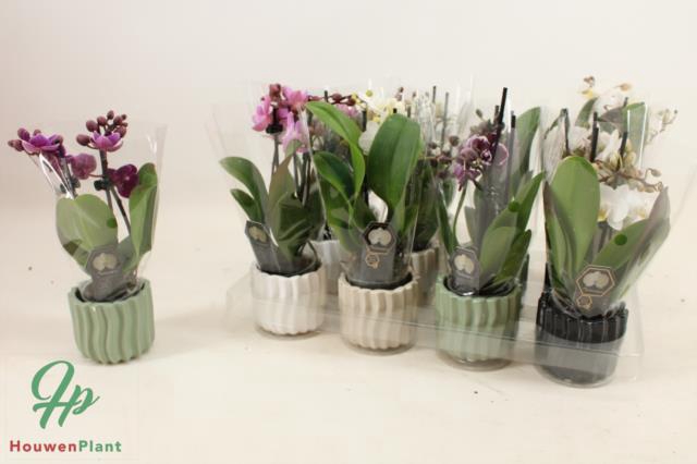 Phalaenopsis Mini mix 6Ø 25cm 2st 12fl