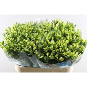 Alstr White Pearls (tros Wit)x