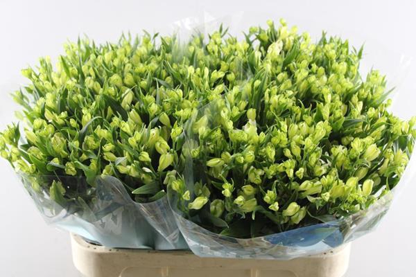 <h4>Alstr White Pearls (tros Wit)x</h4>