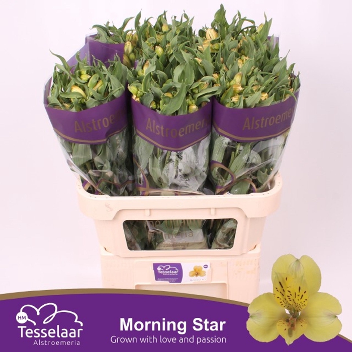 Alstr Morning Star