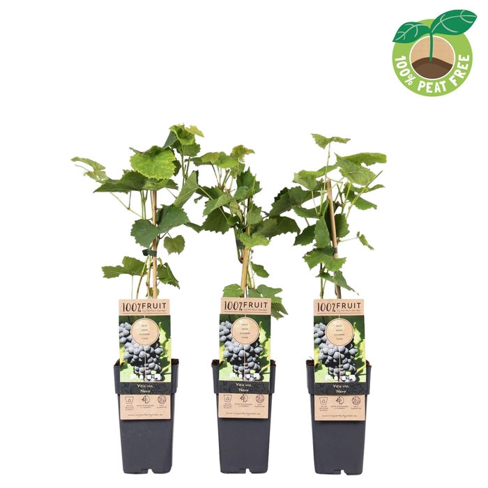 <h4>Vitis overig wit</h4>