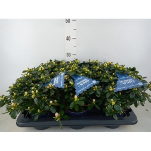 Rhododendron sim. 'Hor Class Rouge'