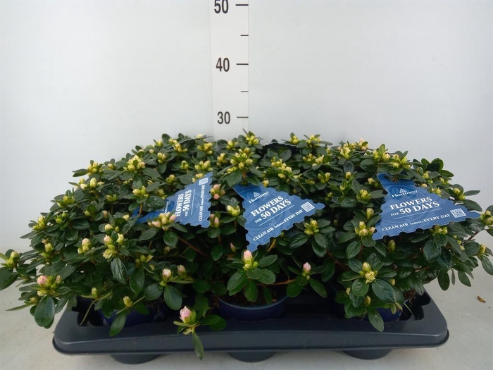 <h4>Rhododendron sim. 'Hor Class Rouge'</h4>