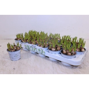 MUSCARI WHITE MAGIC P9