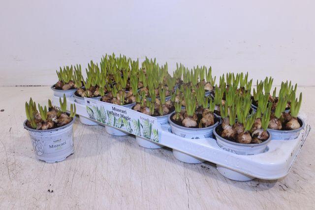 <h4>MUSCARI WHITE MAGIC P9</h4>