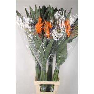 Strelitzia Reginae Bloem X40