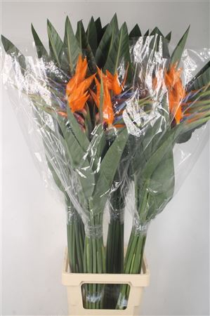 <h4>Strelitzia Reginae Bloem X40</h4>
