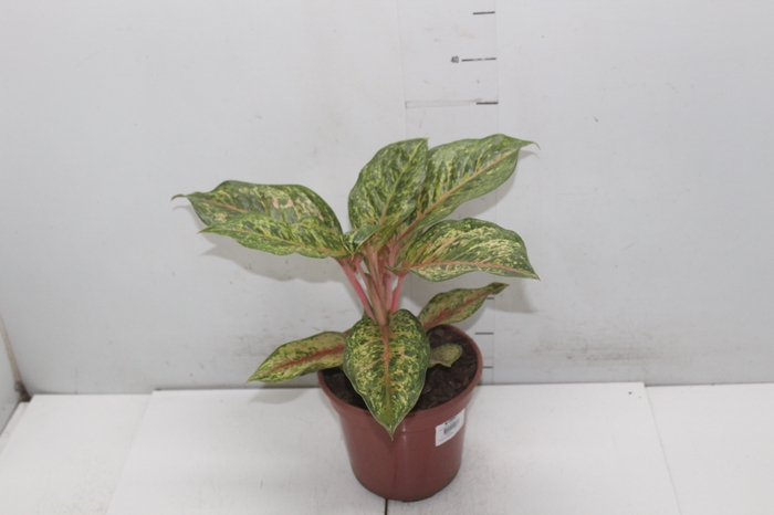 <h4>AGLAONEMA KARAT P17</h4>