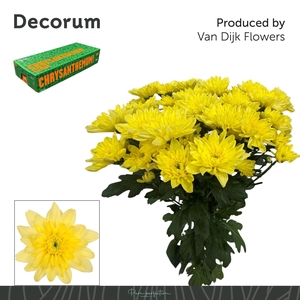 CHR T BALTICA YELLOW