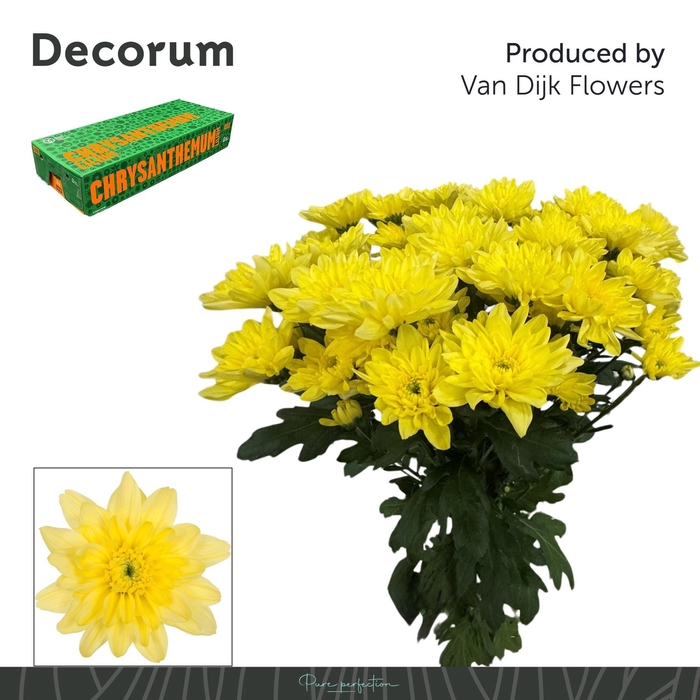 <h4>CHR T BALTICA YELLOW</h4>