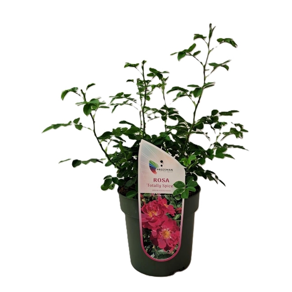 <h4>Rosa 'Totally Spice'</h4>