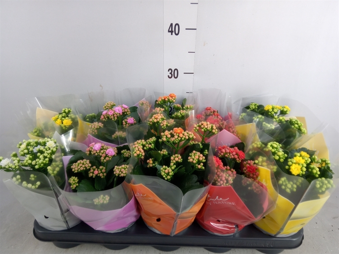 <h4>Kalanchoe blos.   ..rosebud mix  5</h4>