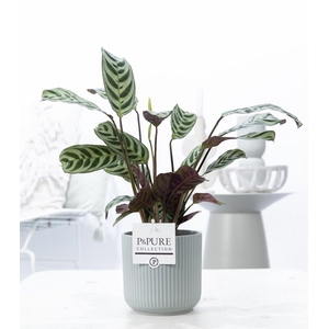 Ctenanthe Burle Marxii in P&PURE Sophie ceramics green