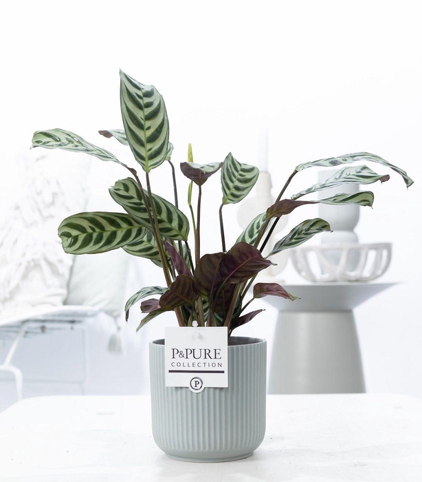 <h4>Ctenanthe Burle Marxii in P&PURE Sophie ceramics green</h4>