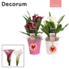 Zantedeschia (Calla) Roze/Wit in ompot Amy LOVE (Decorum)