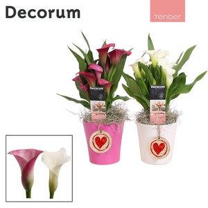 Zantedeschia (Calla) Roze/Wit in ompot Amy LOVE (Decorum)