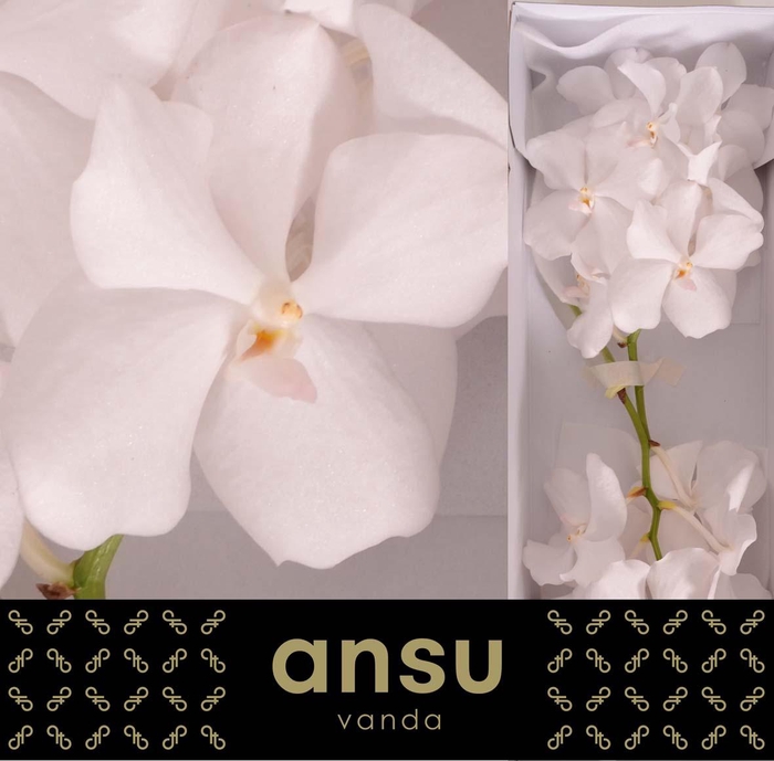 <h4>Vanda Kanchana Ansu No.1</h4>