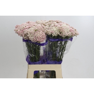 Ozothamnus Cooks Tall Pink