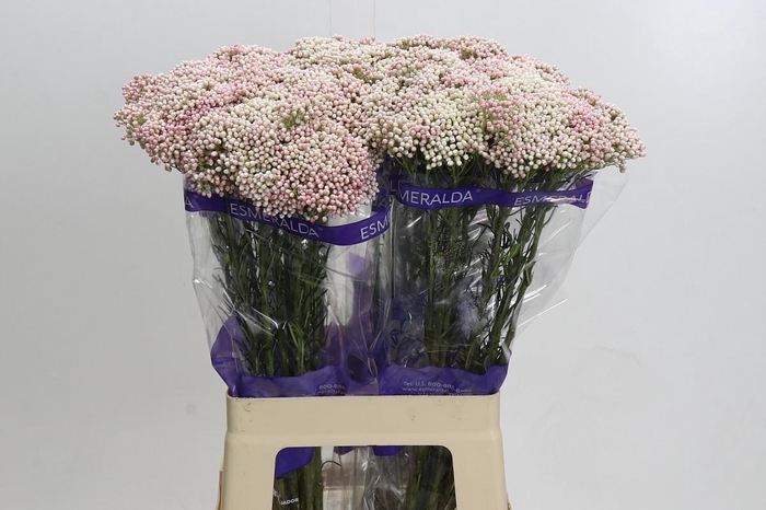 <h4>Ozothamnus Cooks Tall Pink</h4>